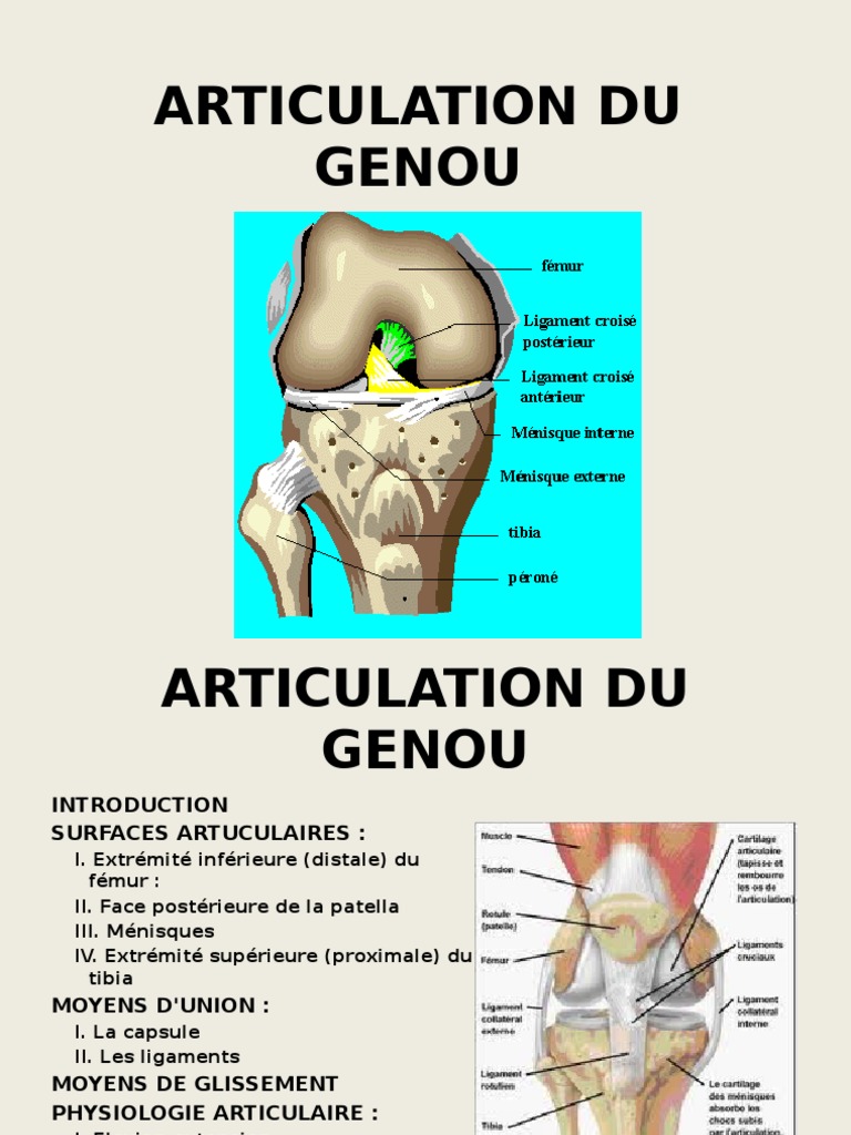 Articulation Du Genou Genou Articulation (anatomie)