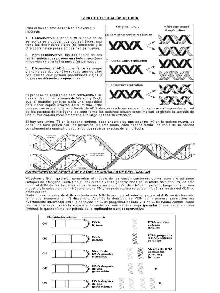 Replicacion ADN | Replicación de ADN | ADN