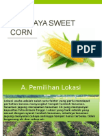 Budidaya Sweet Corn 3