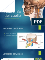 Anatomía Del Cuello