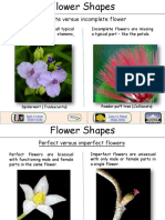 Flower Shapes