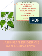 Jaringan Epidermis Dan Derivatnya