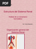 Estructura Del Sistema Renal