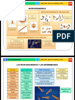 Los Microorganismos