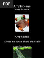 Amphibians