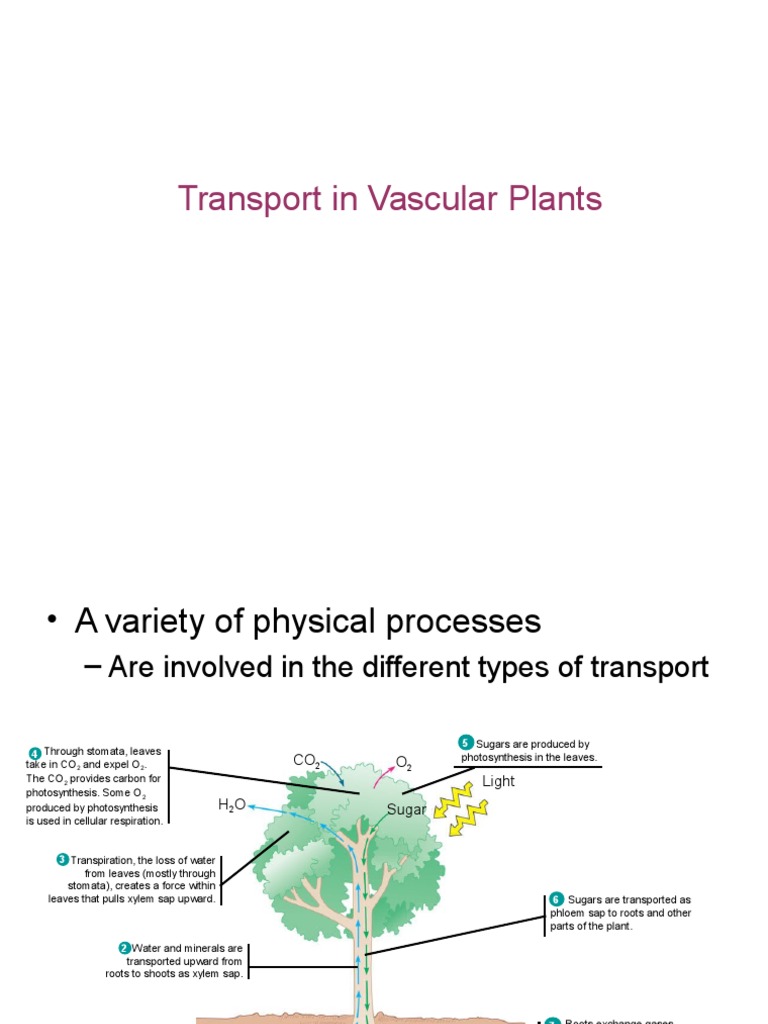 Transport Mechanisms in Vascular Plants | PDF | Stoma | Branches Of Botany