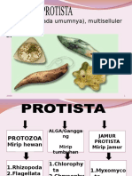Protista Picture