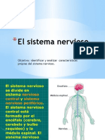 El Sistema Nervioso