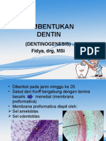 dentinogenisis
