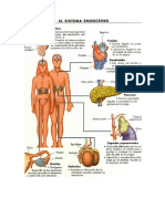 sistema endocrino.docx