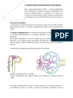 Introducción Al Sistema Renina