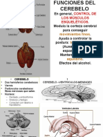 Anatomia