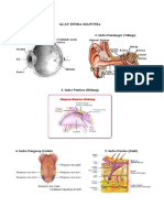 Alat Indra Manusia