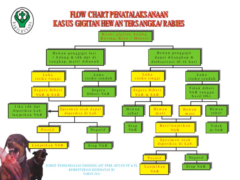 Flow Chart Tatalaksana Rabies | PDF
