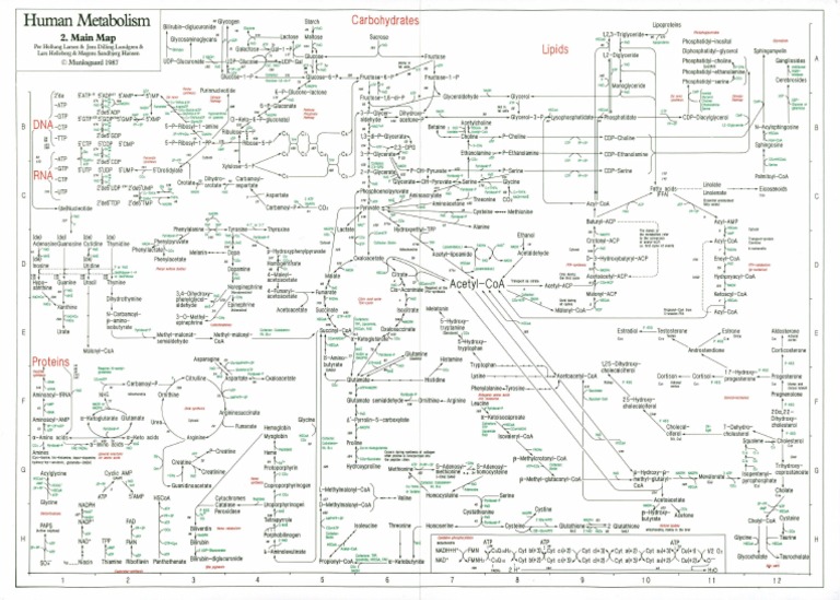 Stanford Human Metabolism Map Human Metabolism Map | Pdf | Biochemistry | Chemistry
