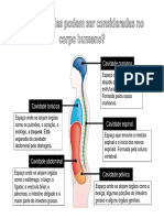 Cavidades Corpo Humano