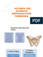 Anatomia Del Aparato Reproductor Femenino