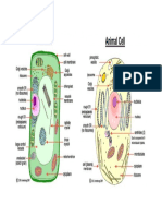 Animal and Plant Cell Parts