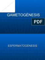 Gametogenesis y Ciclo Hormonal