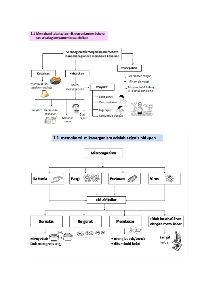 Mikroorganisma Sains Tahun 6 | PDF