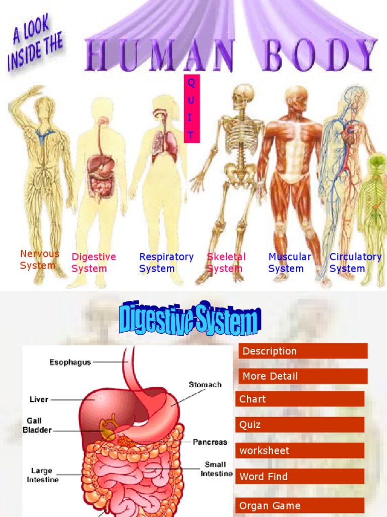 An Overview of the Major Human Body Systems | PDF