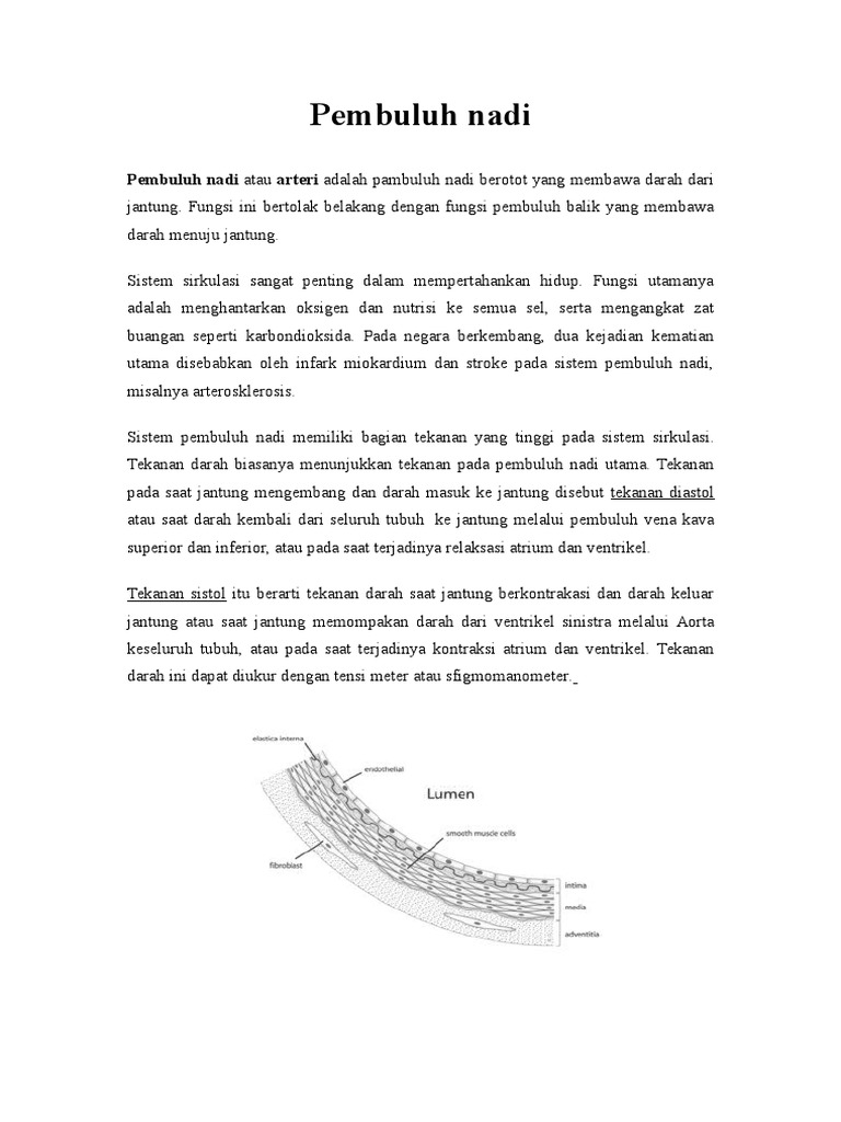 Anatomi Pembuluh Darah Nadi PDF