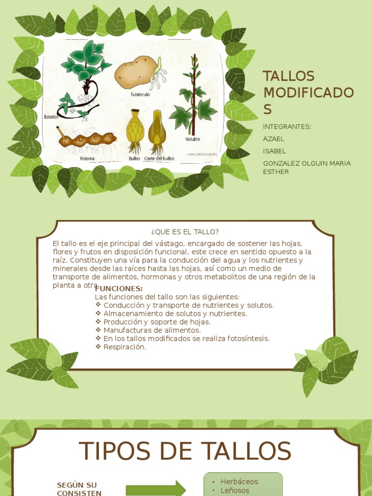 Tipos y Modificaciones de Tallos | PDF | Tallo de la planta | Bulbo