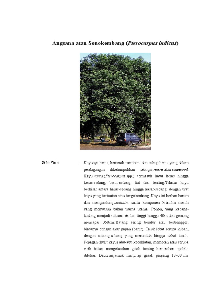 Klasifikasi Kayu  Linggua 