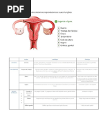 Órgãos Dos Sistemas Reprodutores e Suas Funções