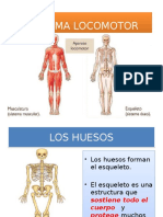 Sistema Esqueletico