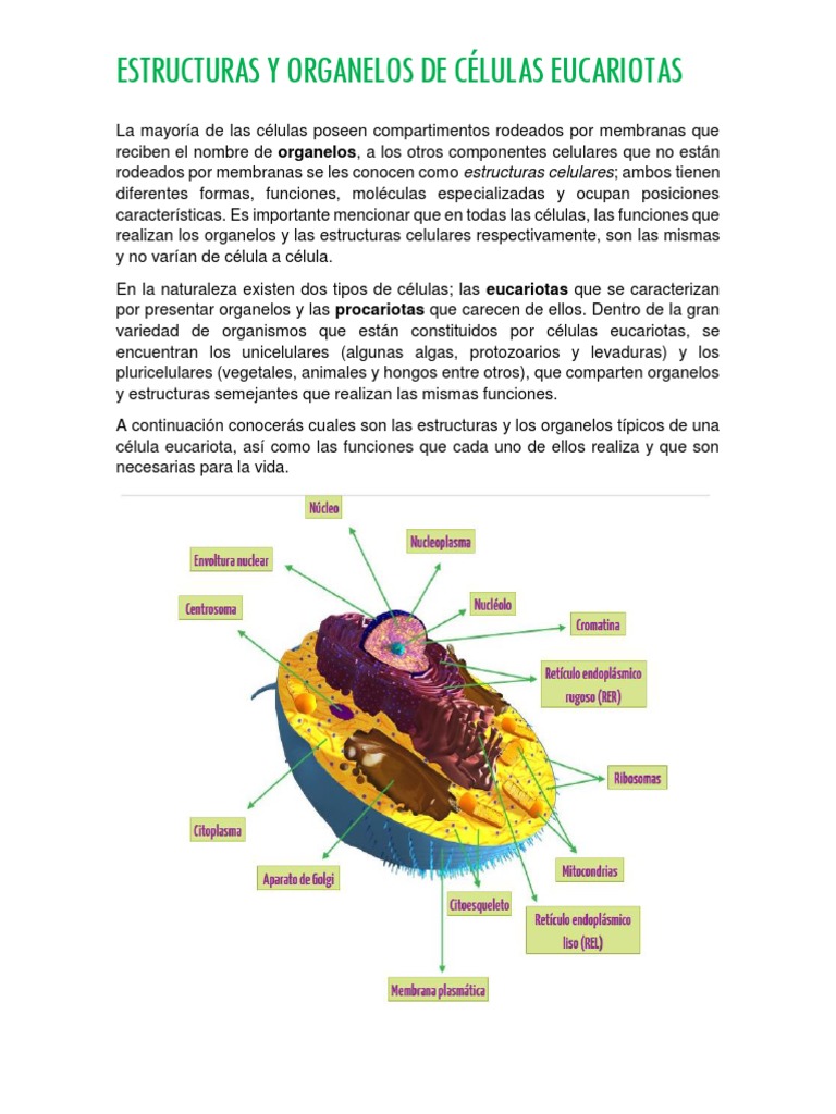 Estructuras y Organelos de Células Eucariotas | PDF | Citoplasma ...