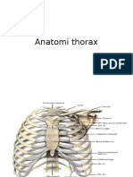 Anatomi Thorax