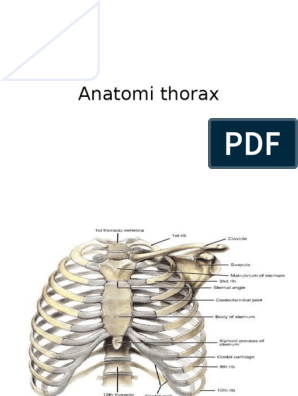 Atlas de Anatomie Umana PDF