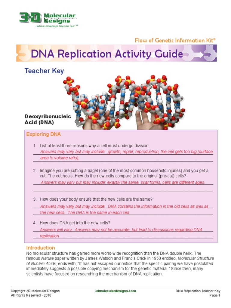 FGIKReplicationTeacherKey6!18!15 Compressed | PDF | Dna Replication |  Directionality (Molecular Biology)