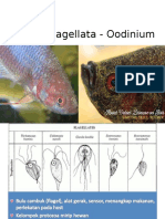 Flagellata - Oodinium