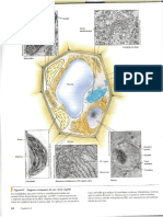 Lectura 3 Biología-Organelos Celulares Parte 2