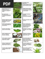 40 PLANTAS MEDICINALES.docx