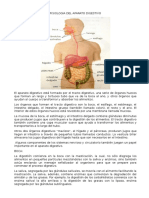 Fisiologia Del Aparato Digestivo