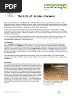 The Life of Broiler Chickens