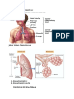 Anatomi Sistem Respirasi