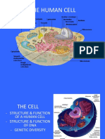Cell Overview