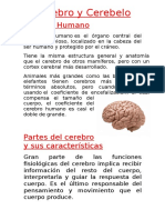 Cerebro y Cerebelo