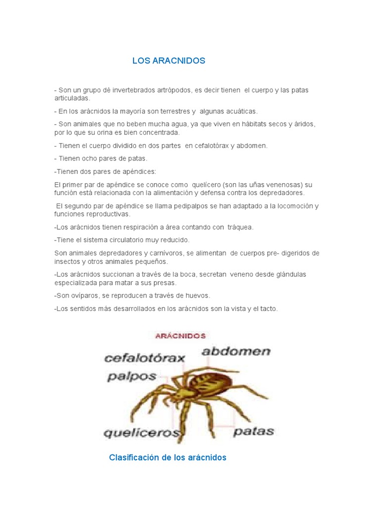 Tema Spider | PDF | Araña | Artrópodos