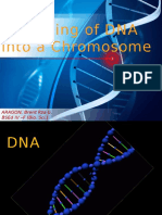 Dna Packaging Into Chromosome