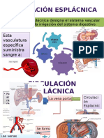 Circulacion Esplacnica