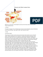 Proses Pencernaan Manusia Dari Mulut Sampai Anus