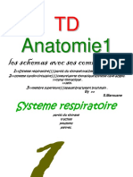 Schemas D Anatomie Avec Ses Commentaires