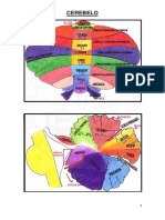 Cerebelum Neuroanatomy