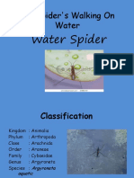 The Spider's Walking on Water