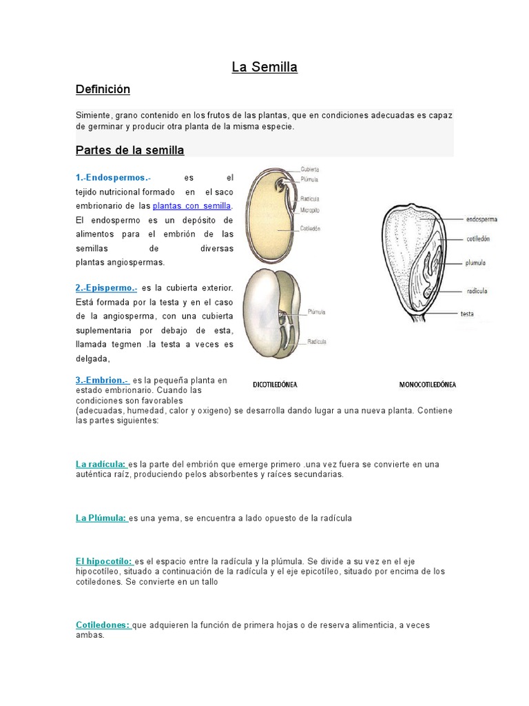 Partes y funciones de la semilla | PDF | Semilla | Raíz